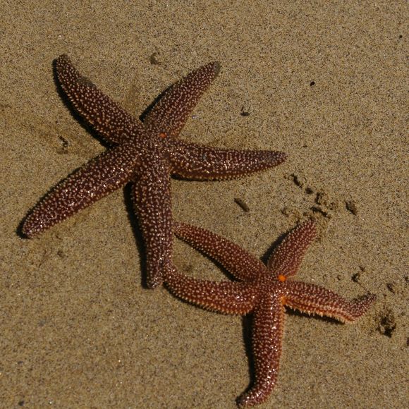 Meet your Posher, Gina - Picture 1 of 1